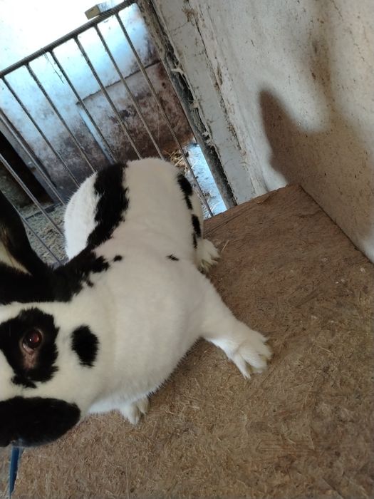 Mascul fluture german