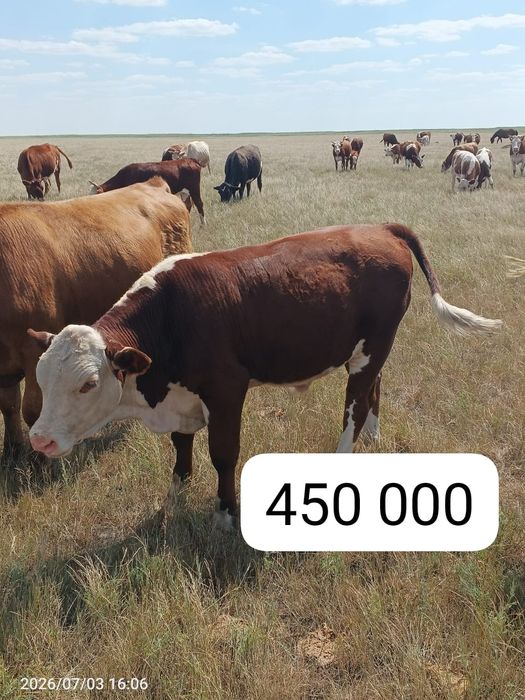 Продается скотина