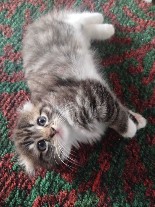 Шотландские вислоухие котята