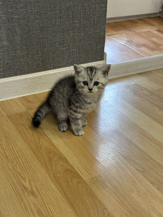 Продам британку 1,5 мес