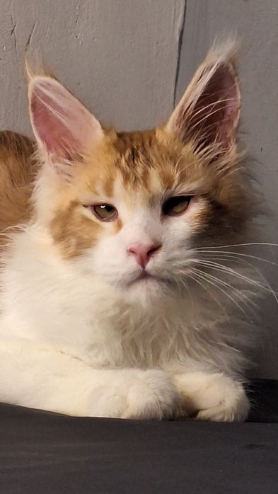 Рассрочка/ эксклюзивные котята мейн кун