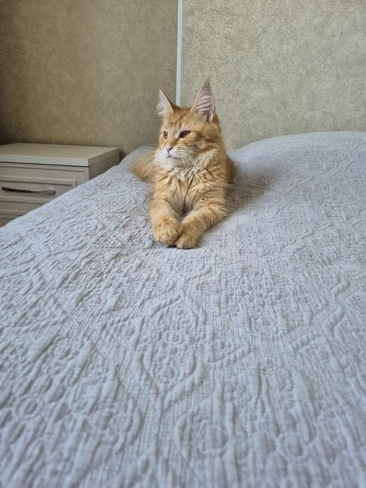 Кошка Мейнкун 1 год