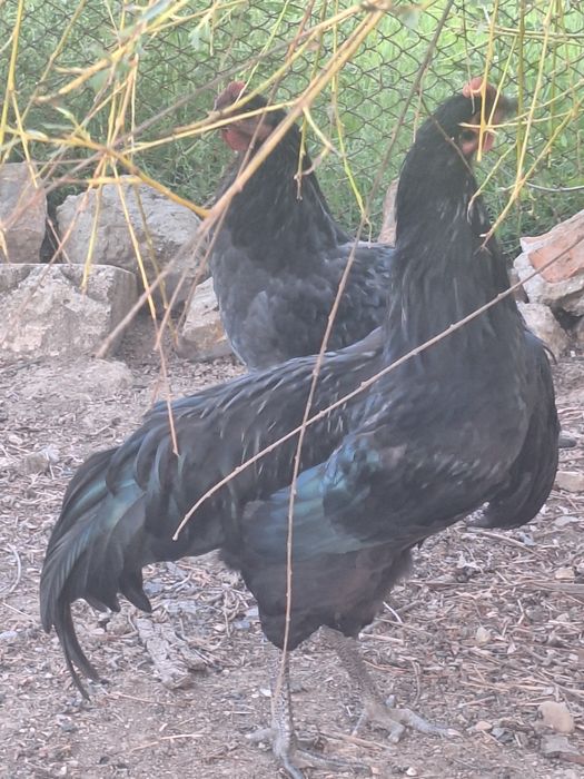 De vânzare cocoși  australorp.