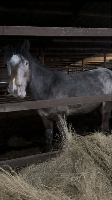 Донен жирный откорм 3 месяца