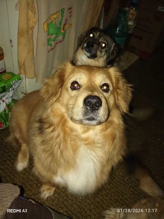 Dau gratis Câine mix Golden retriever