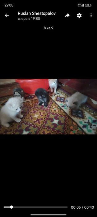 Продам вислоухих котят 20 дней