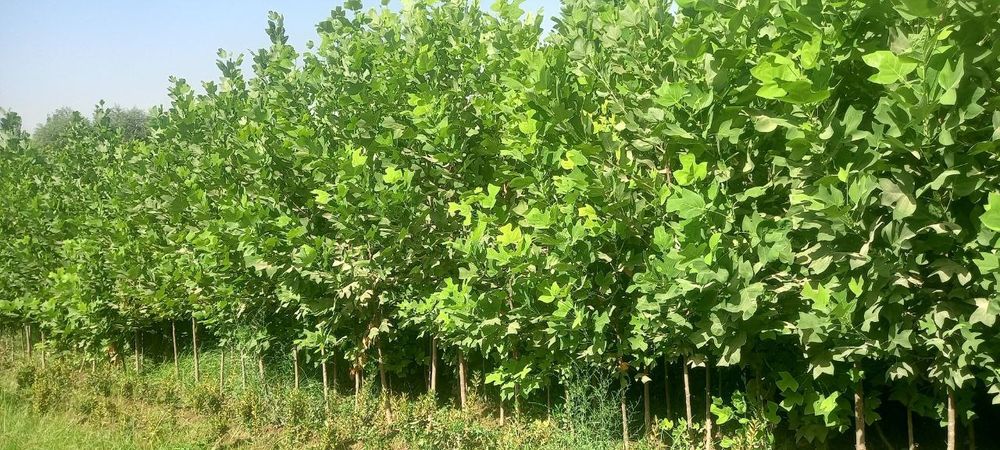 Chinor bor. Чинор кучатлари сотилади