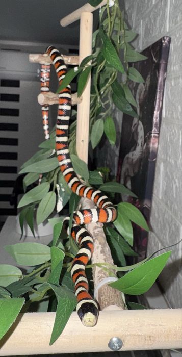 Королевская горная змея