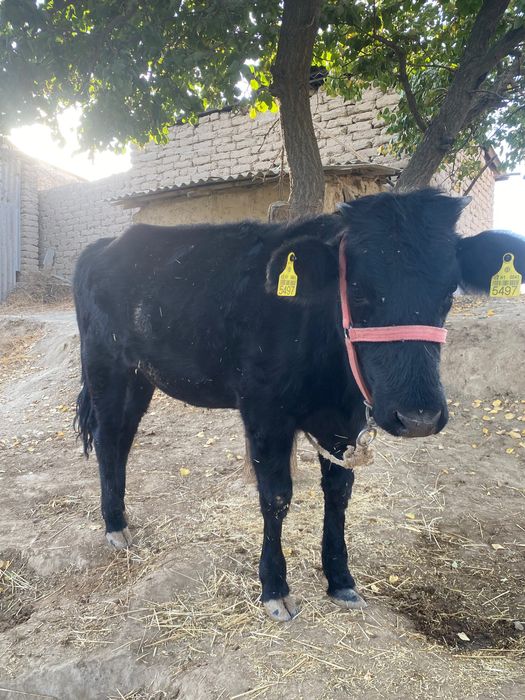 Samarqand nurobod nurbuloq