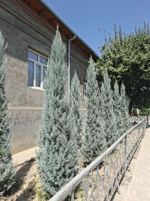 Кипарис Аризоник Италия Kiparis.