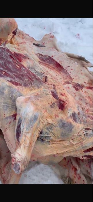 Сиыр донежин сиыр