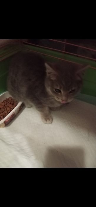 Котенок 5 месяцев