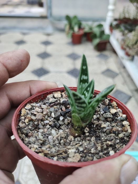 Продаются домашние суккуленты