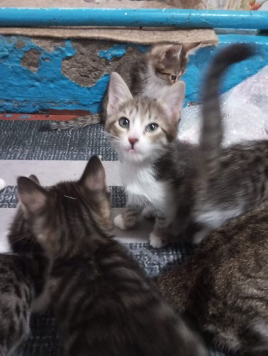 Бесплатно отдам котят