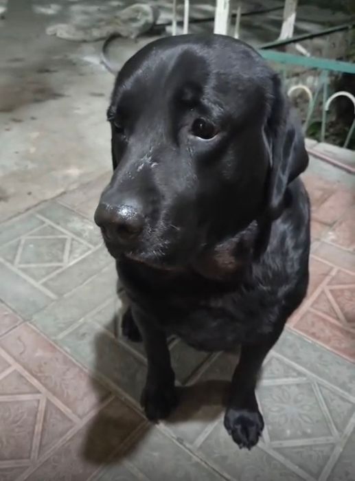 пропала собака породы лабрадор, пожалуйста, верните, это наша семья