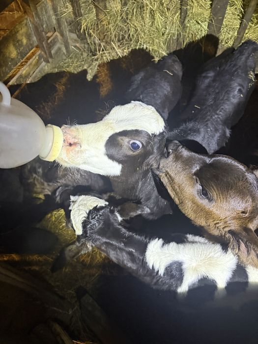 Продам .месячных Телята