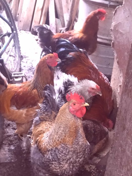 Млади домашни петли