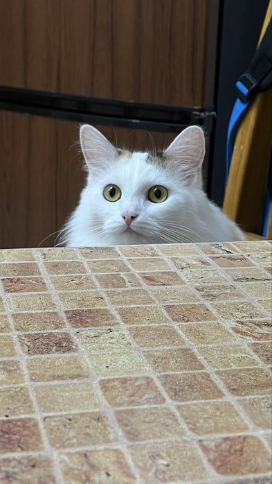 Кошка стерилизованная