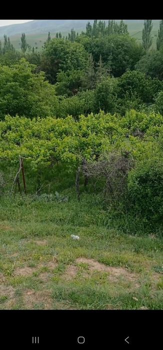 Ер сотилада Бостонлик туманида