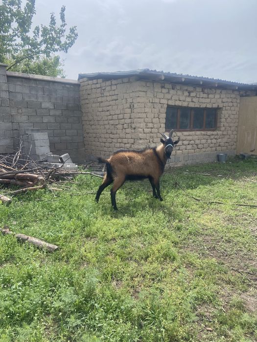 Чех, француз теке. Срочно!