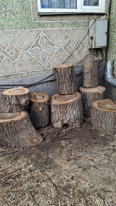 Чурки, силы  ореха