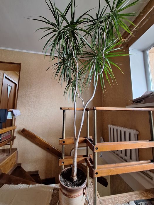 Драцена комнатная