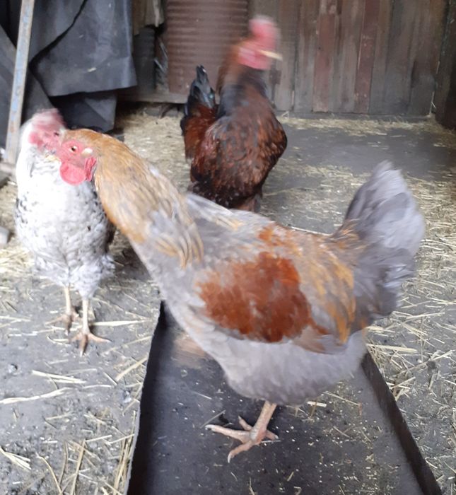 Продам молодых петушков 2025г.