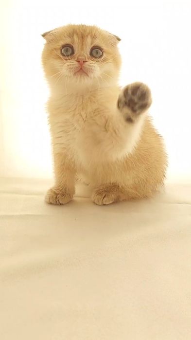 Британские шиншилла к,из ва угил бола  2 ойлик соглом