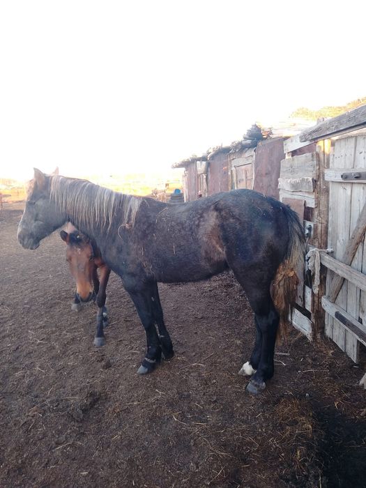 Лошади 3-х годовалые