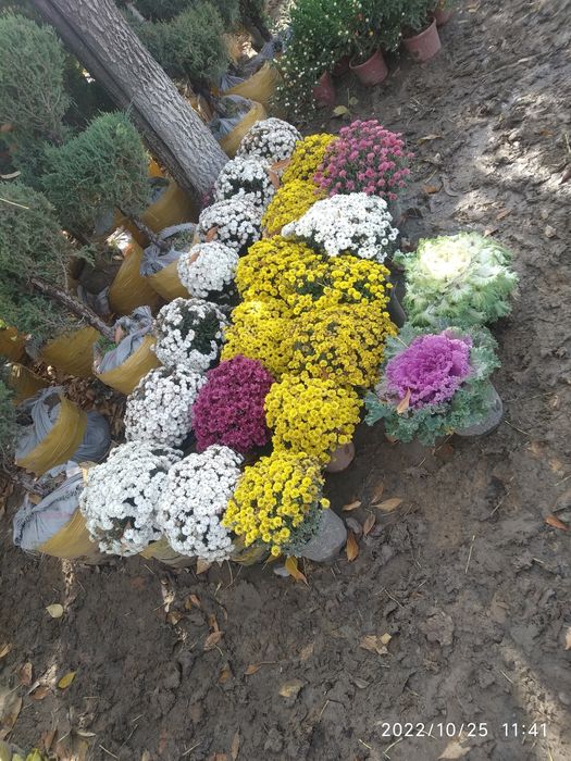 Archalar va xar xil turdagi manzarali daraxtlar bor