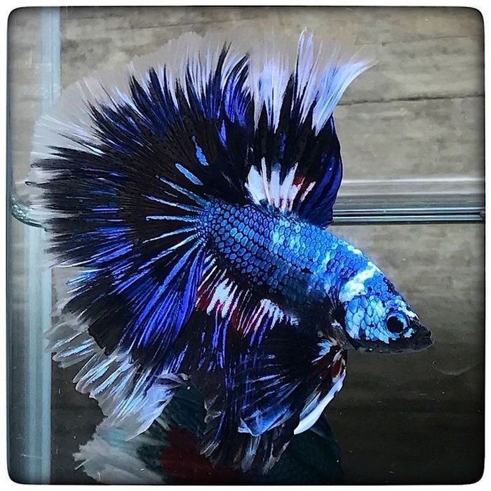 Петушки Хорошо подойдут для Подарков или Хранения не нужен Кислород