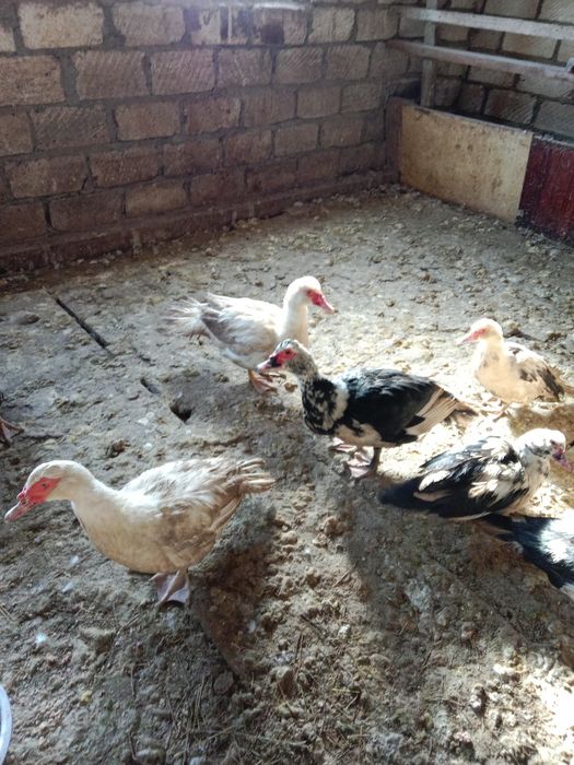 Продам индоутаков .