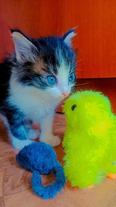 Сладенькая малышка ищет дом.