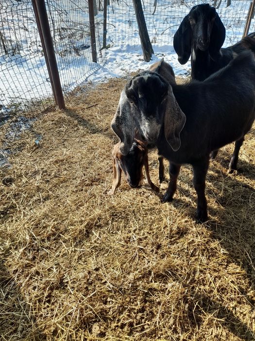 Vand țapi anglo-nubieni sau schimb cu oi