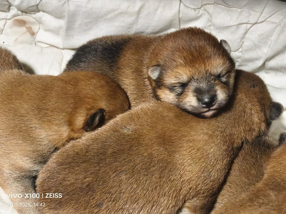 Щенки сиба- ину.