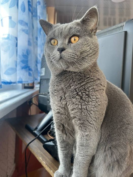 Продается Британский кот