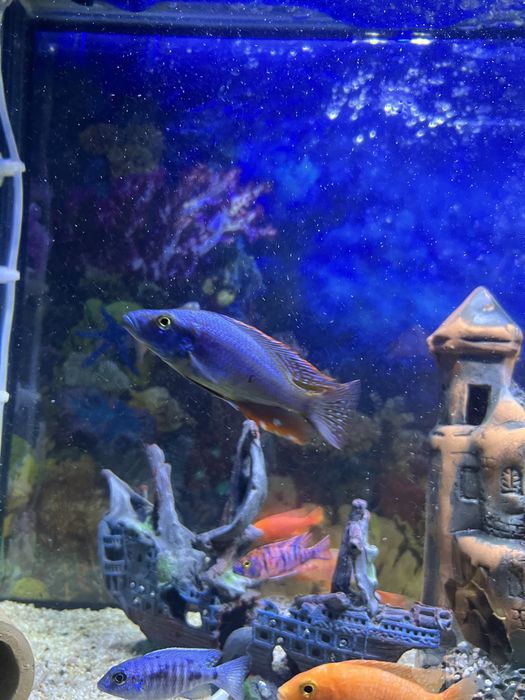 Akvariyum full naborlari bilan sotiladi