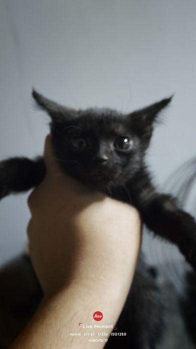 Котята бесплатно