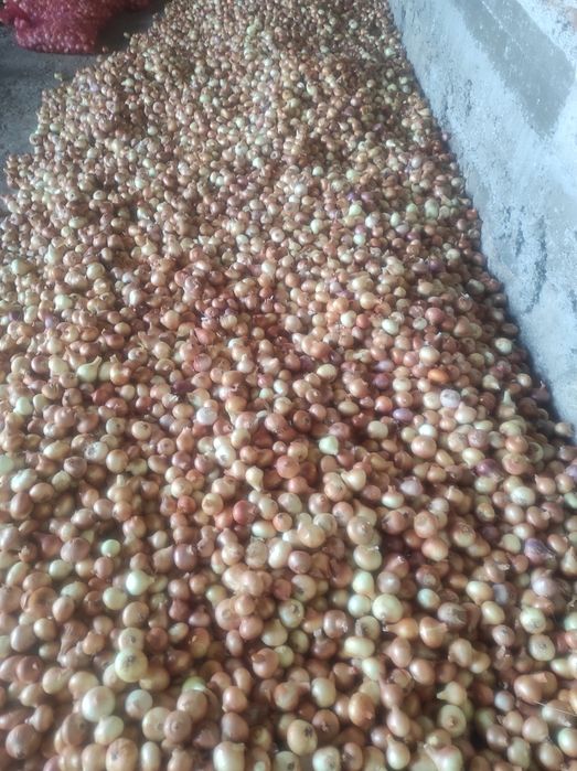 Лук Лясковец/Лясковски 58