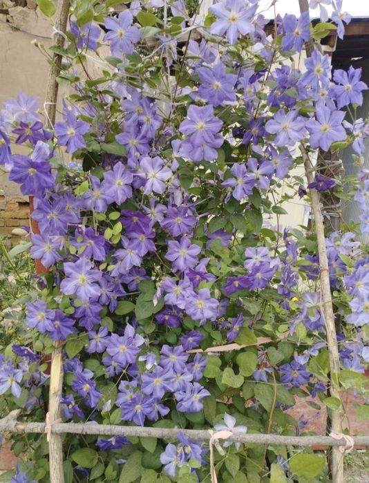 Klimatis gullar sotiladi