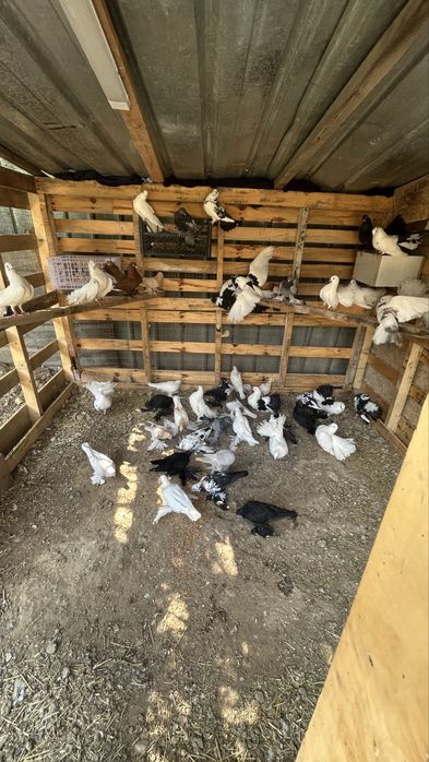 Продаеются голуби