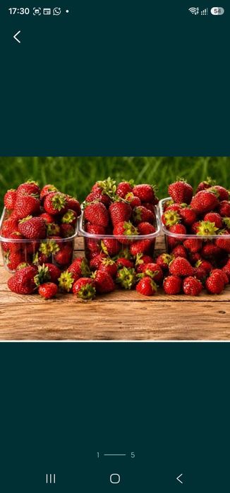 Продам пластмасовые лотки,для клубники и ягод