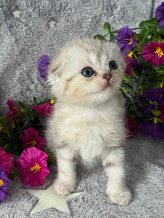 плюшевые малыши вислоушки