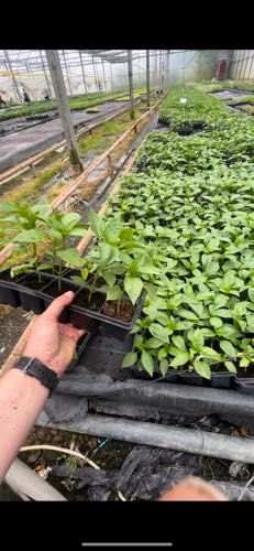 Rasaduri de Ardei Kapia Kaptur