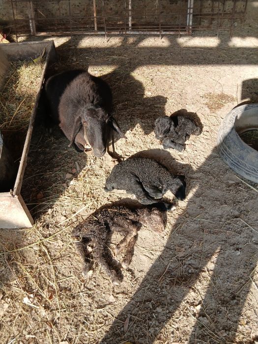 учта тукан куй  иккинчи корин тугиши