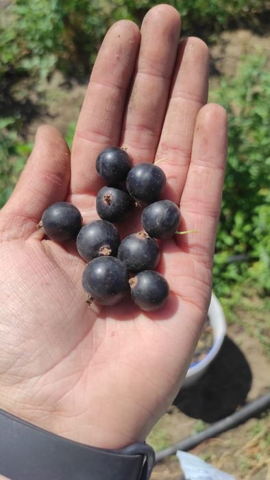 Саженцы смородины черная