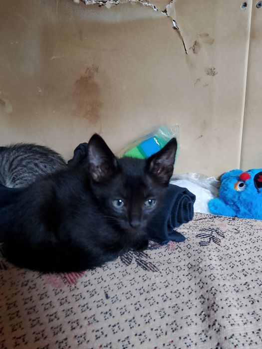 Отдам котят даром