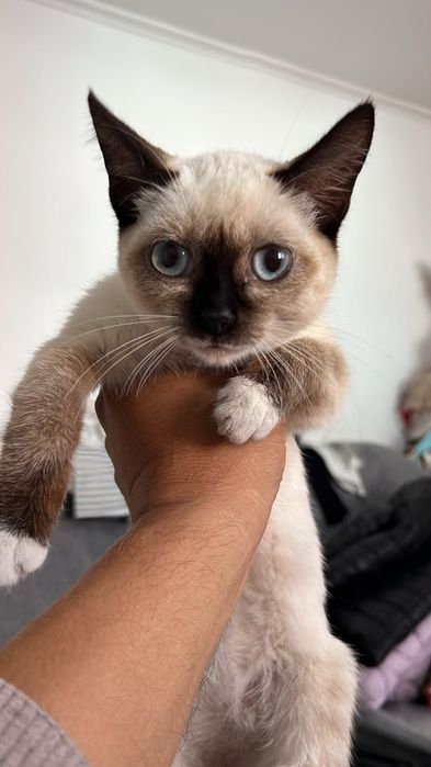 Отдам кошечку в добрые руки