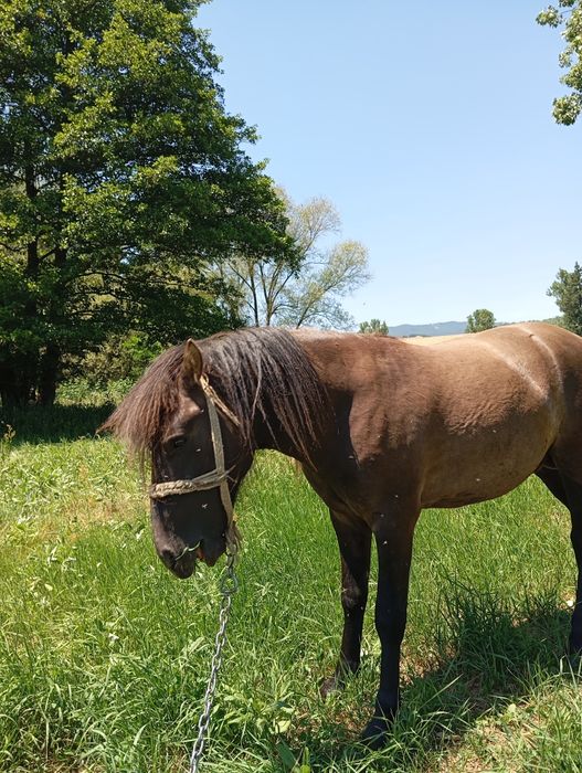 Vând mânz un an și două luni