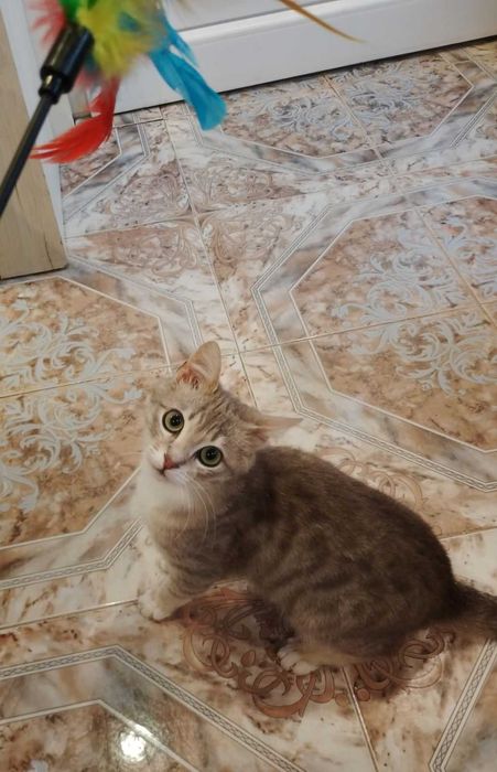 подарявам коте, 6 месеца мъжко